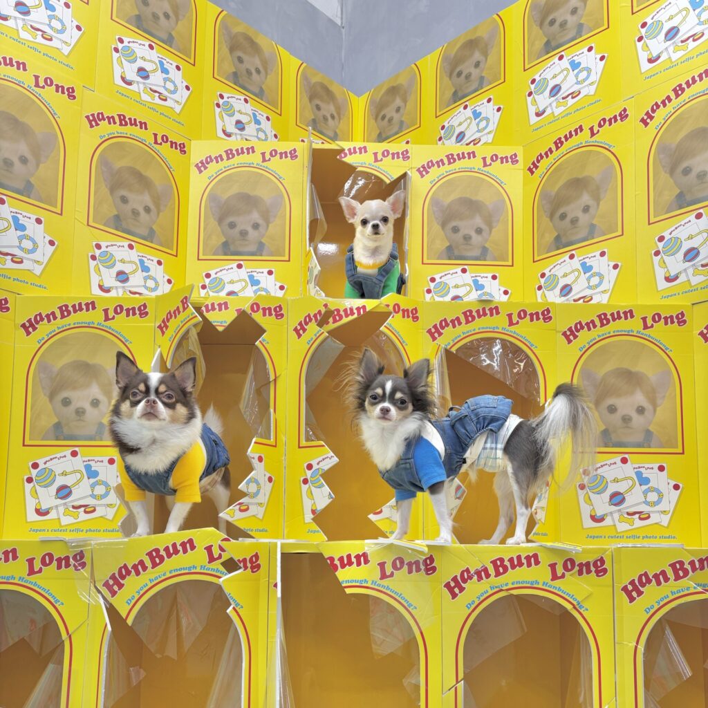 DOGGY’S PLAY