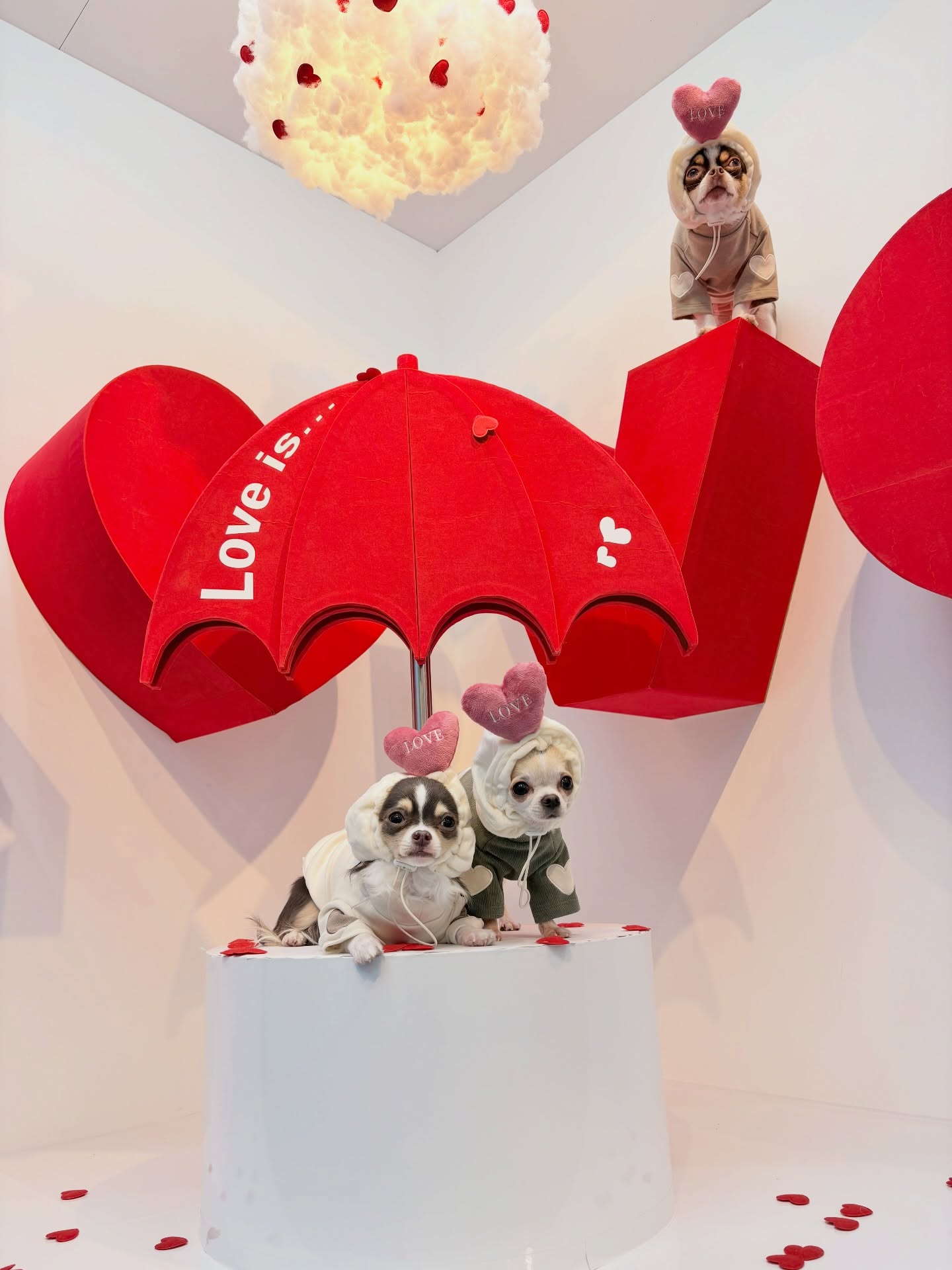 HanBunLong studioです🐶

最後のブースは🩷ブースです。
相合傘で撮影したりLOVEの上にも乗れちゃいます🫶🏻

上から撮るのもオススメです😆

#日本一かわいいセルフフォトスタジオ 
#バレンタイン
#フォトブース
#kawaii 
#いぬすたぐらむ